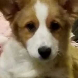 Meet your Posher, Thomas